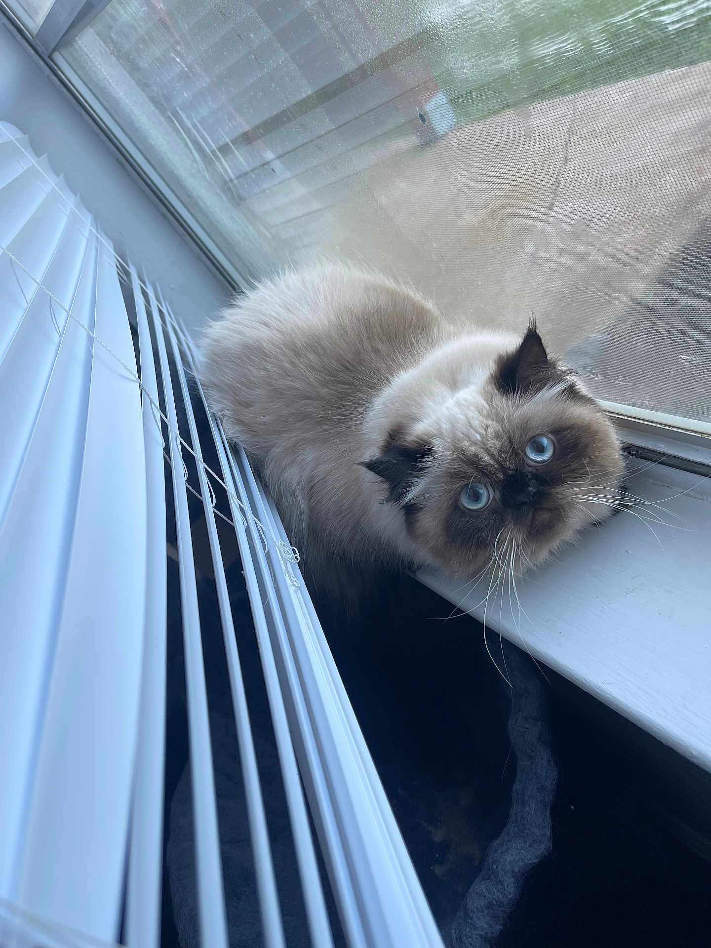 Juni is registered to the contest to win money with this photo: cat, blue_eyes, fluffy, windowsill, window, blinds, indoors, pet, fur, curious, animal, whiskers, face, close_up, sitting, domestic_cat, light, screen, looking_up, cute