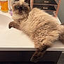 cat, fluffy, blue_eyes, sink, bathroom, mirror, reflection, makeup, skincare, countertop, furniture, domestic, pet, animal, relaxed, indoor, cosmetics, container, bottle, brush