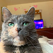 Ms.choo joined the competition — help win amazing prizes! cat, green_eyes, close_up, indoor, pet, feline, fur, whiskers, face, animal, domestic_animal, cute, portrait, household, resting, pink_hearts, background_blur, television, fuzzy, calm
