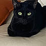 animal, black_cat, cat, close_up, couch, cute, domestic_animal, ears, feline, fur, green_eyes, household, indoor, leather, looking, pet, portrait, relaxed, resting, whiskers