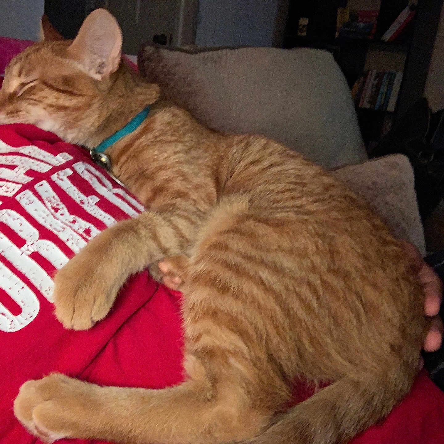 Boots joined the competition — help win amazing prizes! abyssinian, animal, architecture, armchair, blanket, building, cat, chair, couch, cushion, furniture, homedecor, indoors, kitten, livingroom, manx, person, pet, room, sleeping