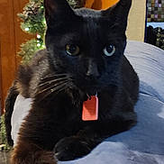 Lil Bit is registered to the contest to win money with this photo: animal, black_cat, cat, closeup, collar, cozy, curious, decor, flower, furniture, heterochromia, indoor, paw, pet, plant, relaxing, soft_surface, tag, whiskers, wood_floor