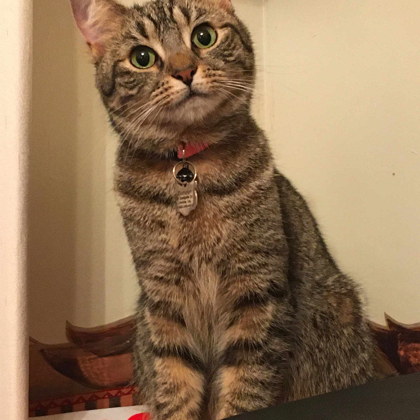 Dumplyn is registered to the contest to win money with this photo: abyssinian, animal, cat, couch, egyptiancat, furniture, kitten, manx, pet