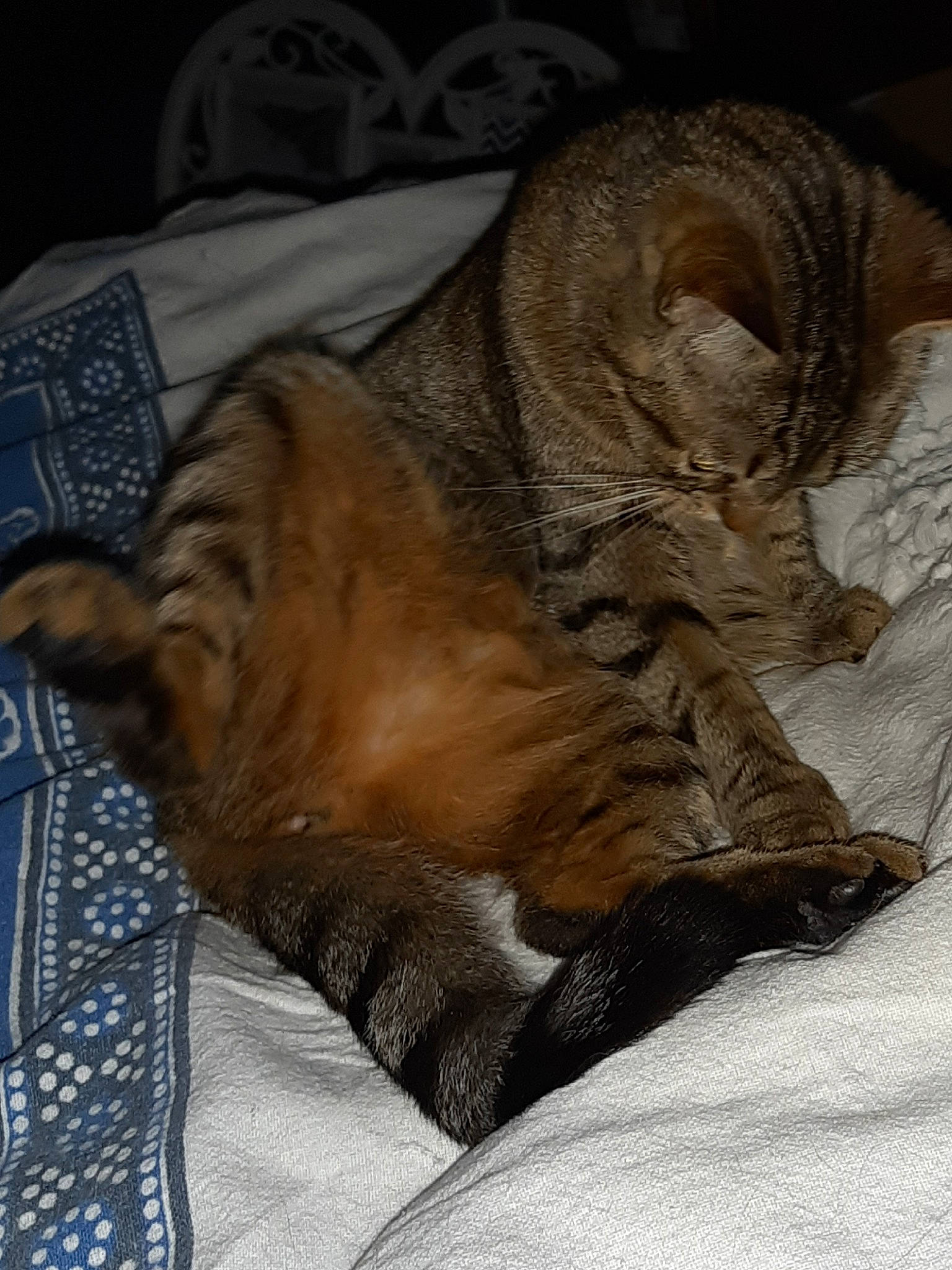 Oudie participe au concours pour gagner de l'argent avec cette photo : carnivore, cat, domestic_short_haired_cat, dragon_li, european_shorthair, fawn, felidae, fur, nap, paw, sleep, small_to_medium_sized_cats, tabby_cat, whiskers