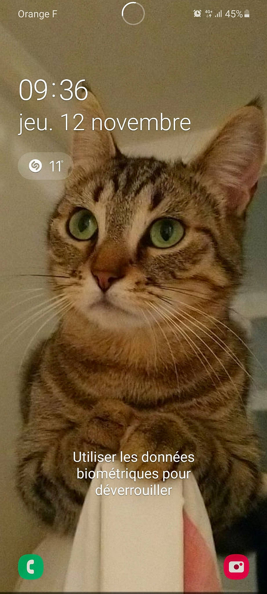 Oudie participe au concours pour gagner de l'argent avec cette photo : aegean_cat, american_shorthair, american_wirehair, asian, california_spangled, carnivore, cat, domestic_short_haired_cat, dragon_li, european_shorthair, felidae, mammal, photo_caption, photography, pixie_bob, small_to_medium_sized_cats, snout, tabby_cat, toyger, whiskers