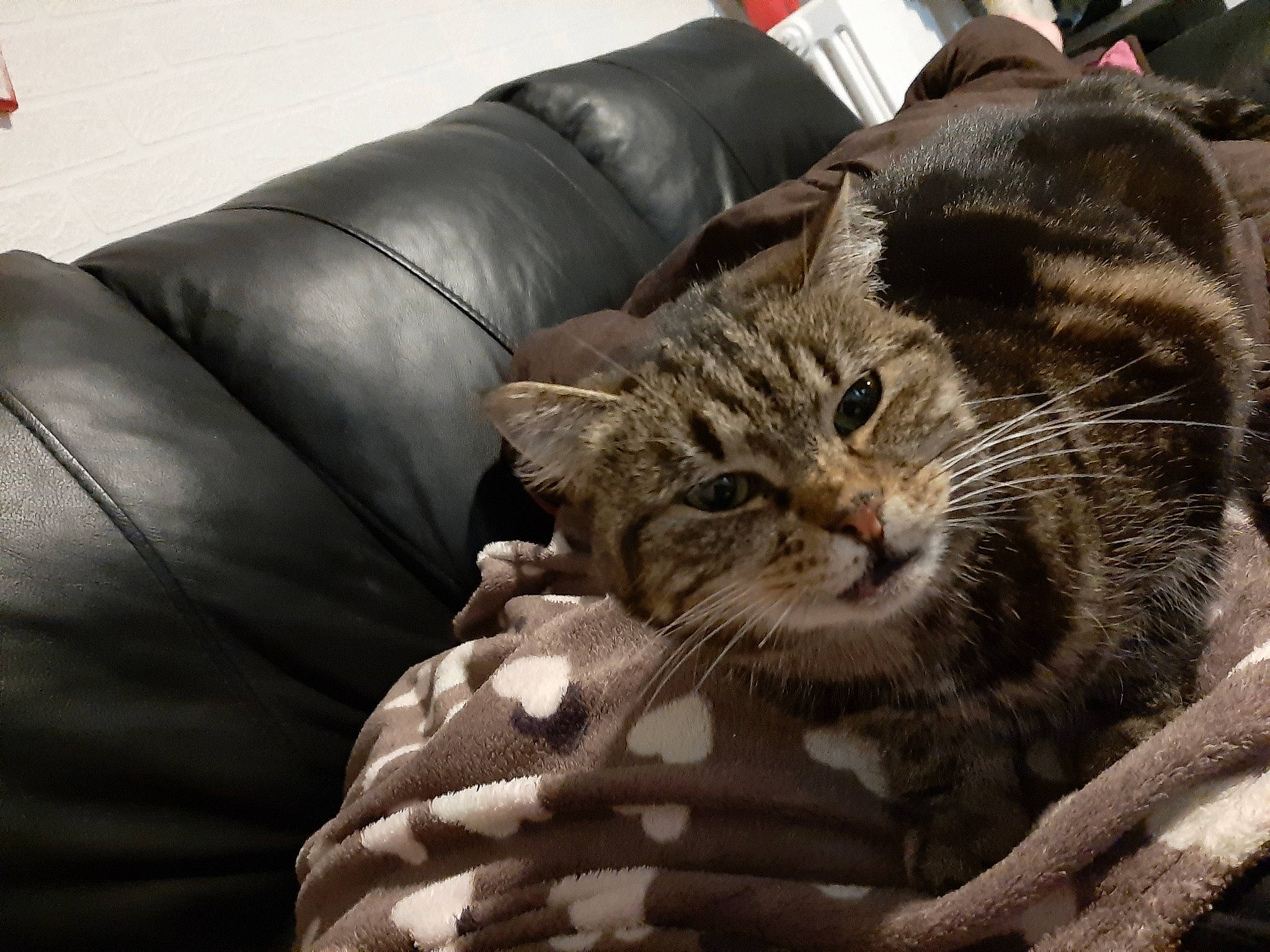 Ivory participe au concours pour gagner de l'argent avec cette photo : american_shorthair, asian, bengal, california_spangled, carnivore, cat, domestic_short_haired_cat, dragon_li, ear, european_shorthair, felidae, fur, kitten, pixie_bob, small_to_medium_sized_cats, snout, tabby_cat, whiskers