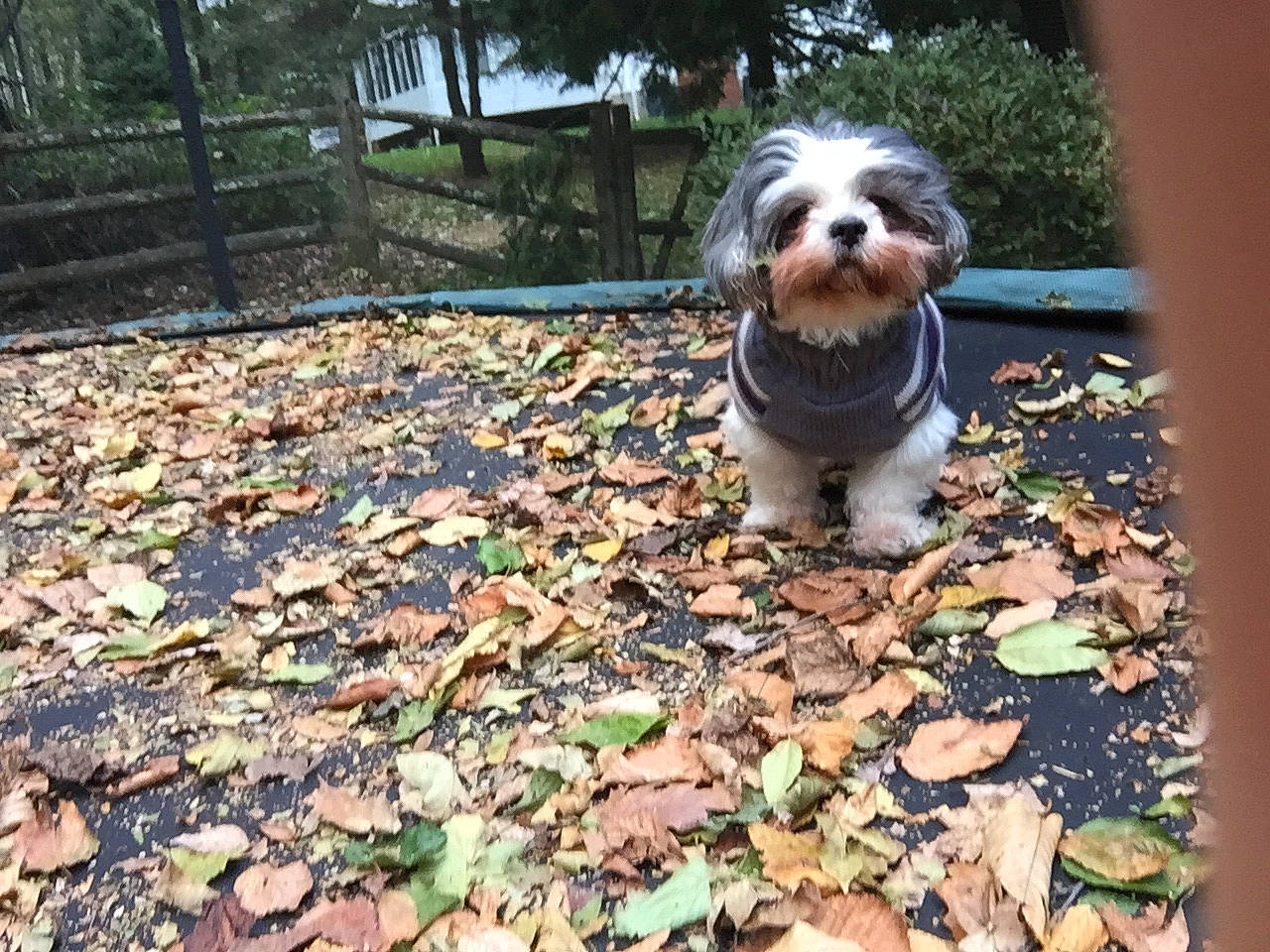 Fletcher joined the competition — help win amazing prizes! canidae, carnivore, cavachon, chinese_imperial_dog, cockapoo, companion_dog, dog, dog_breed, havanese, leaf, lhasa_apso, mammal, morkie, petit_basset_griffon_vendeen, puppy, schnoodle, shih_tzu, sporting_lucas_terrier, tibetan_terrier, vertebrate