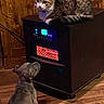 Zara joined the competition — help win amazing prizes! cat, dog, pet, animal, indoors, wood_paneling, wood_floor, heater, appliance, glowing_display, curious, sitting, lying_down, relaxed, short_hair, tabby, gray_fur, cozy, home, funny_scene