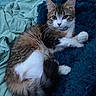 Zara joined the competition — help win amazing prizes! cat, kitten, tabby, white_paws, fluffy, furry, pet, animal, portrait, close_up, whiskers, ears, eyes, relaxed, lounging, sleeping_area, blanket, bed, indoors, blue_background