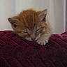 kitten, cat, orange_tabby, sleeping, indoors, blanket, burgundy, curled_up, cute, furry, animal, pet, resting, closed_eyes, whiskers, ears, paws, soft_lighting, curtain, portrait