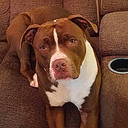 Bruno is registered to the contest to win money with this photo: dog, brown_dog, white_markings, couch, indoor, pet, canine, fur, ears, nose, eyes, relaxed, looking_up, furniture, home, domestic_animal, animal, companion, portrait, seated