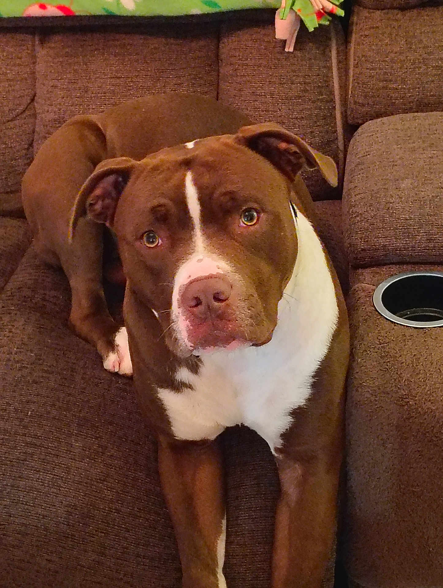 Bruno is registered to the contest to win money with this photo: dog, brown_dog, white_markings, couch, indoor, pet, canine, fur, ears, nose, eyes, relaxed, looking_up, furniture, home, domestic_animal, animal, companion, portrait, seated