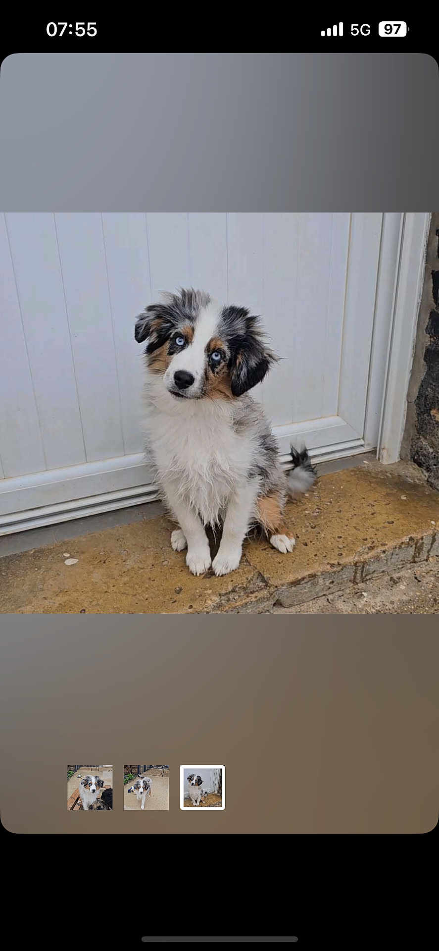 Aribo a rejoint le concours — aidez-le/la à gagner de superbes lots ! puppy, dog, blue_eyes, fluffy, sitting, head_tilt, white_door, stone_step, outdoor, curious, pet, young_dog, animal, fur, cute, small_dog, domestic_animal, portrait, canine, adorable