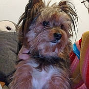 Ubby a rejoint le concours — aidez-le/la à gagner de superbes lots ! blanket, chest, close_up, couch, cozy, dog, ears, eyes, fluffy, fur, glasses, hand, indoor, nose, pet, pillow, portrait, small_dog, striped_blanket, yorkshire_terrier