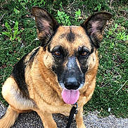 Vénus a rejoint le concours — aidez-le/la à gagner de superbes lots ! dog, german_shepherd, pet, animal, sitting, leash, outdoor, greenery, foliage, tongue_out, looking_up, canine, mammal, nature, path, ears_up, fur, brown, black, friendly