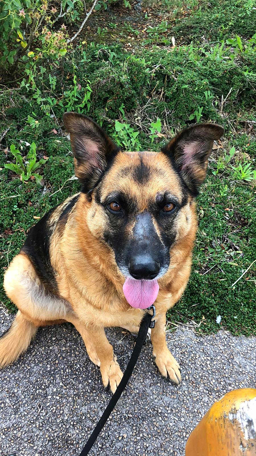 Vénus a rejoint le concours — aidez-le/la à gagner de superbes lots ! dog, german_shepherd, pet, animal, sitting, leash, outdoor, greenery, foliage, tongue_out, looking_up, canine, mammal, nature, path, ears_up, fur, brown, black, friendly