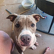 Khloe is registered to the contest to win money with this photo: dog, pet, close_up, looking_up, curious, brown_and_white, ears, nose, paws, concrete_floor, outdoor, bowl, table, legs, human, barefoot, daylight, domestic_animal, canine, sitting