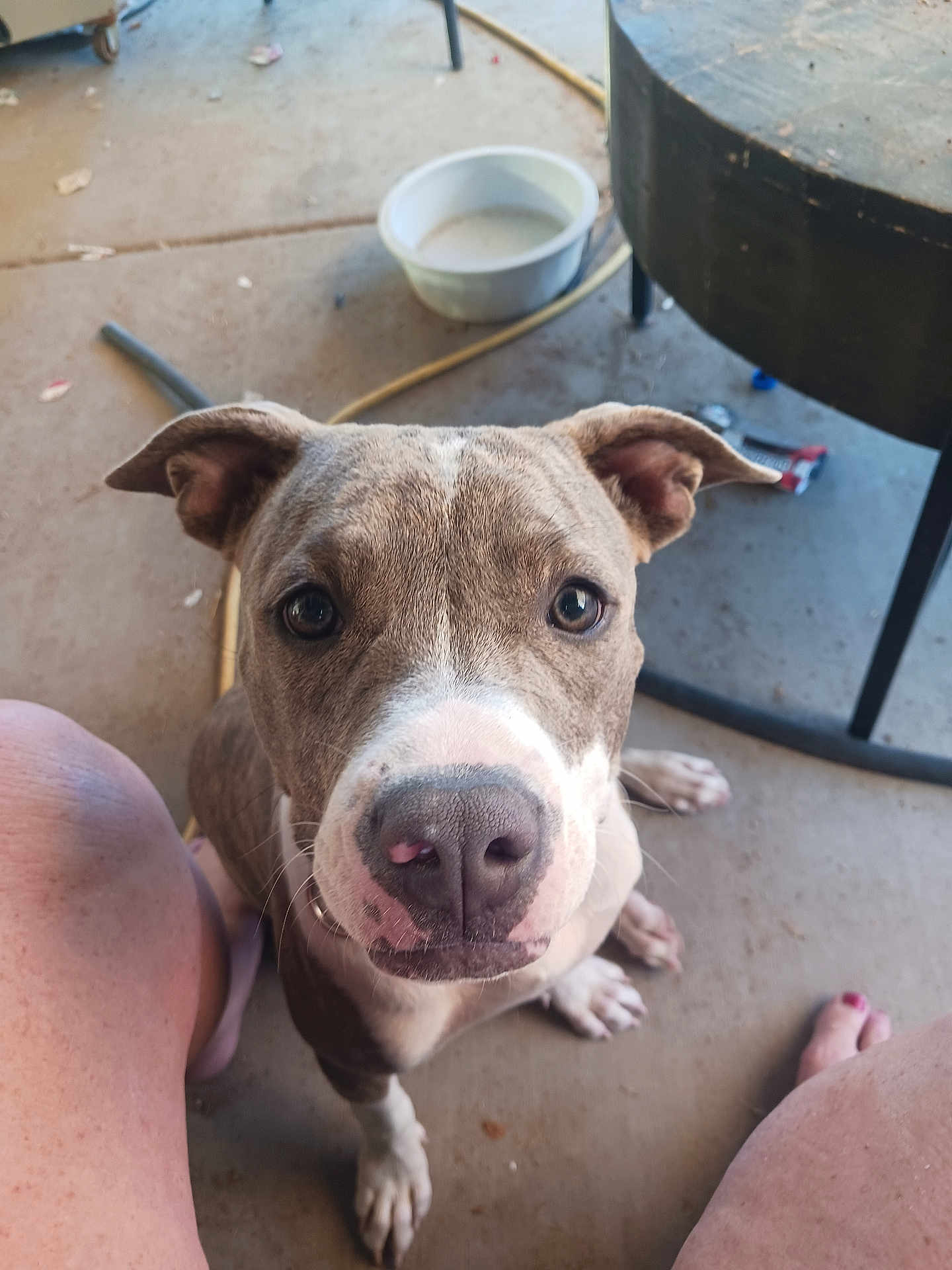 Khloe is registered to the contest to win money with this photo: dog, pet, close_up, looking_up, curious, brown_and_white, ears, nose, paws, concrete_floor, outdoor, bowl, table, legs, human, barefoot, daylight, domestic_animal, canine, sitting