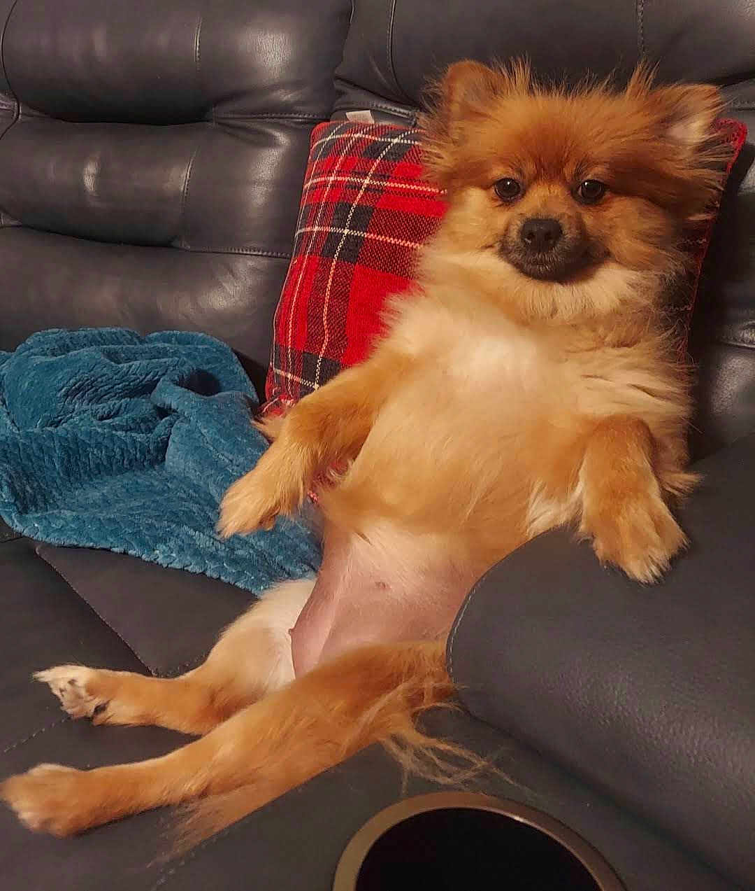 Pickles