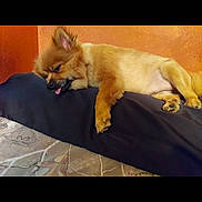 Pickles joined the competition — help win amazing prizes! animal, brown_dog, canine, companion, cozy, cushion, cute, dog, ears, fur, indoor, lying_down, orange_wall, paw, pet, relaxed, resting, sleepy, small_dog, tongue_out