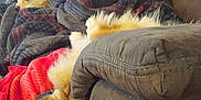Pickles is registered to the contest to win money with this photo: animal, blanket, blanket_pattern, brown, canine, comfortable, couch, cozy, dog, domestic, fur, fur_texture, home, indoor, laying, pet, relaxing, resting, soft, two_dogs