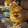Pickles joined the competition — help win amazing prizes! animals, blankets, brown, companion, couch, cozy, cute, dog, domestic, fluffy, furniture, happy, indoor, living_room, pets, pillows, relaxed, resting, smiling, two_dogs