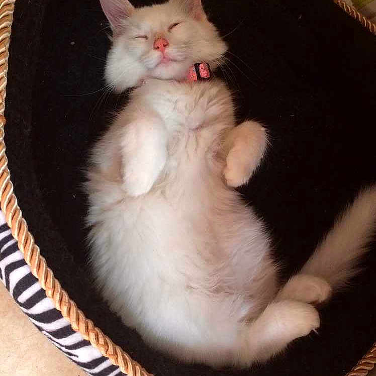 Duchess
