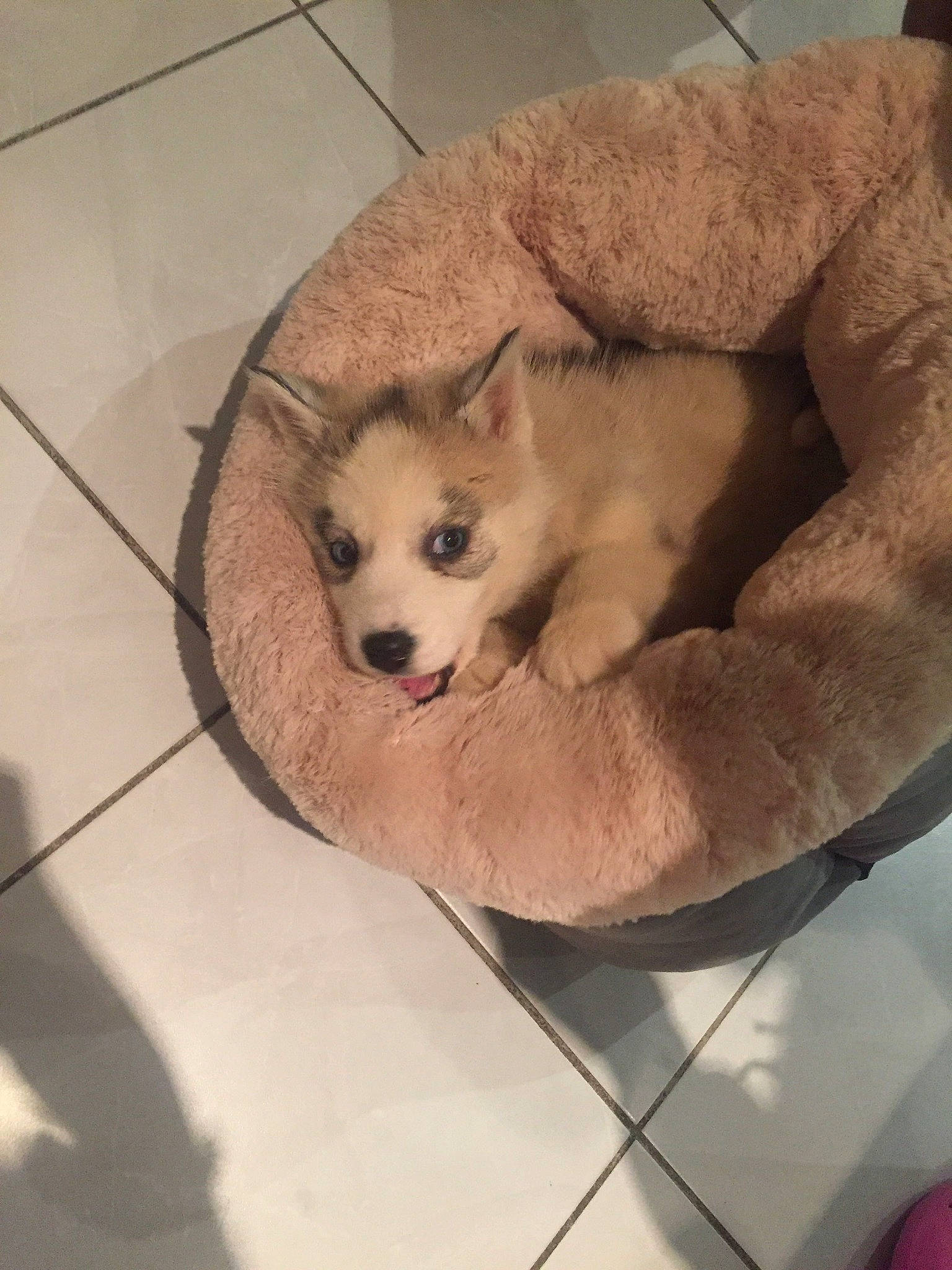 Kalina participe au concours pour gagner de l'argent avec cette photo : akita_inu, alaskan_malamute, ancient_dog_breeds, canadian_eskimo_dog, canidae, carnivore, dog, dog_breed, fawn, mammal, norwegian_buhund, puppy, rare_breed_dog, sakhalin_husky, siberian_husky, sporting_group, vertebrate, wolfdog