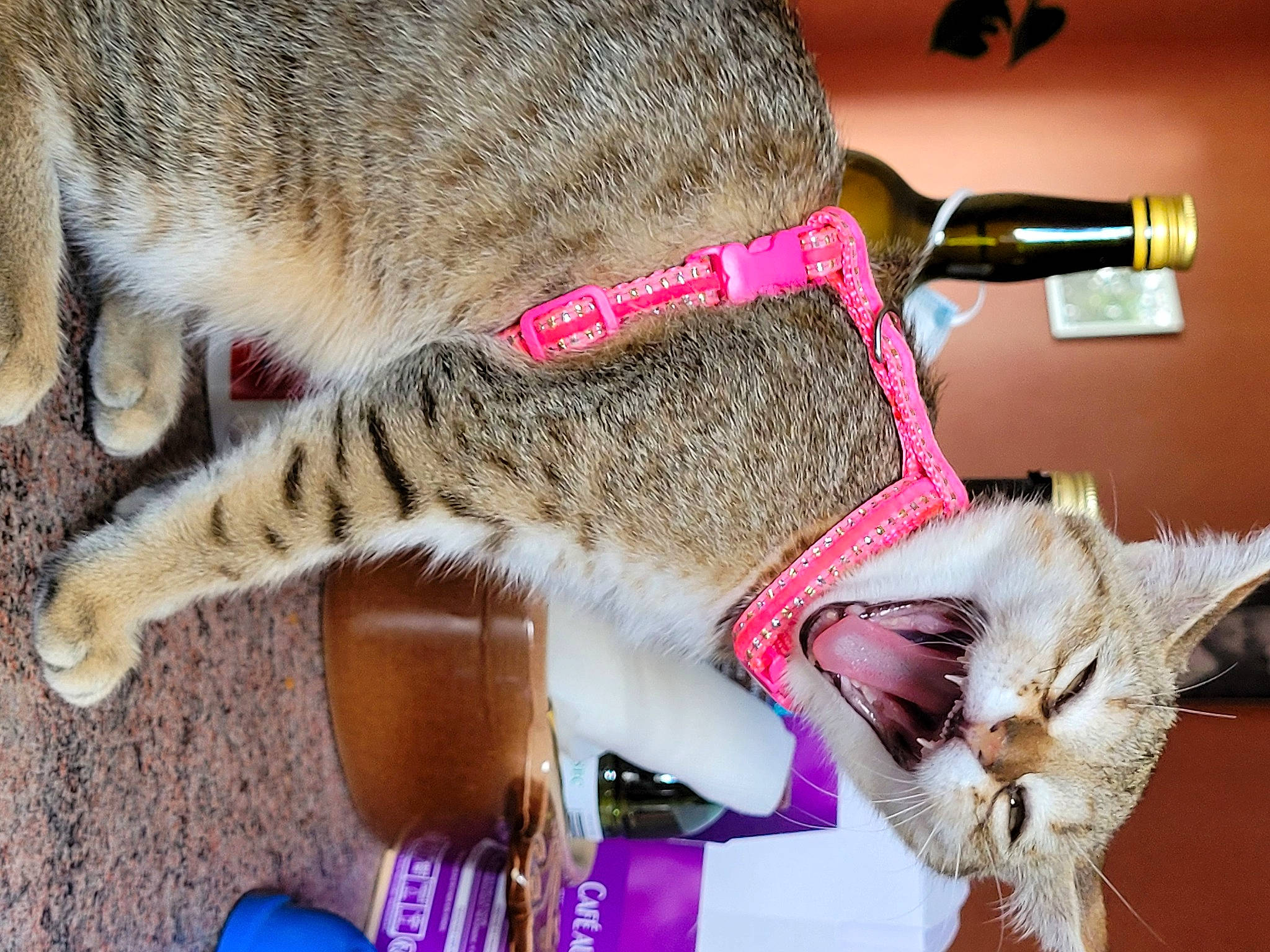 Jade participe au concours pour gagner de l'argent avec cette photo : bag, bottle, carnivore, cat, collar, companion_dog, domestic_short_haired_cat, ear, fashion_accessory, fawn, felidae, fur, hat, human_leg, lap, paw, small_to_medium_sized_cats, snout, tail, whiskers