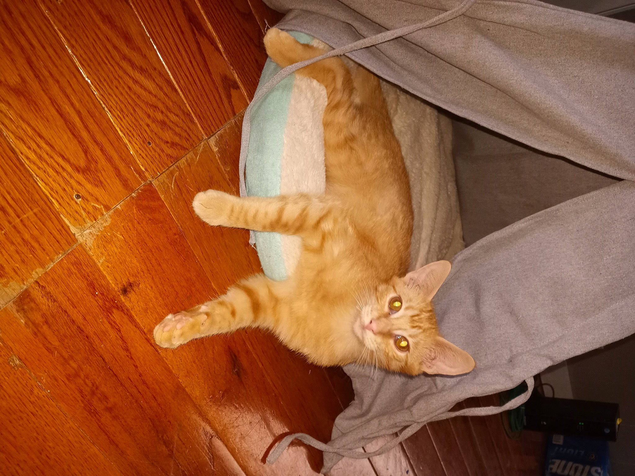 Sampson joined the competition — help win amazing prizes! carnivore, cat, comfort, domestic_short_haired_cat, fawn, felidae, flooring, fur, hardwood, laminate_flooring, paw, plank, small_to_medium_sized_cats, snout, tail, varnish, whiskers, wood, wood_flooring, wood_stain