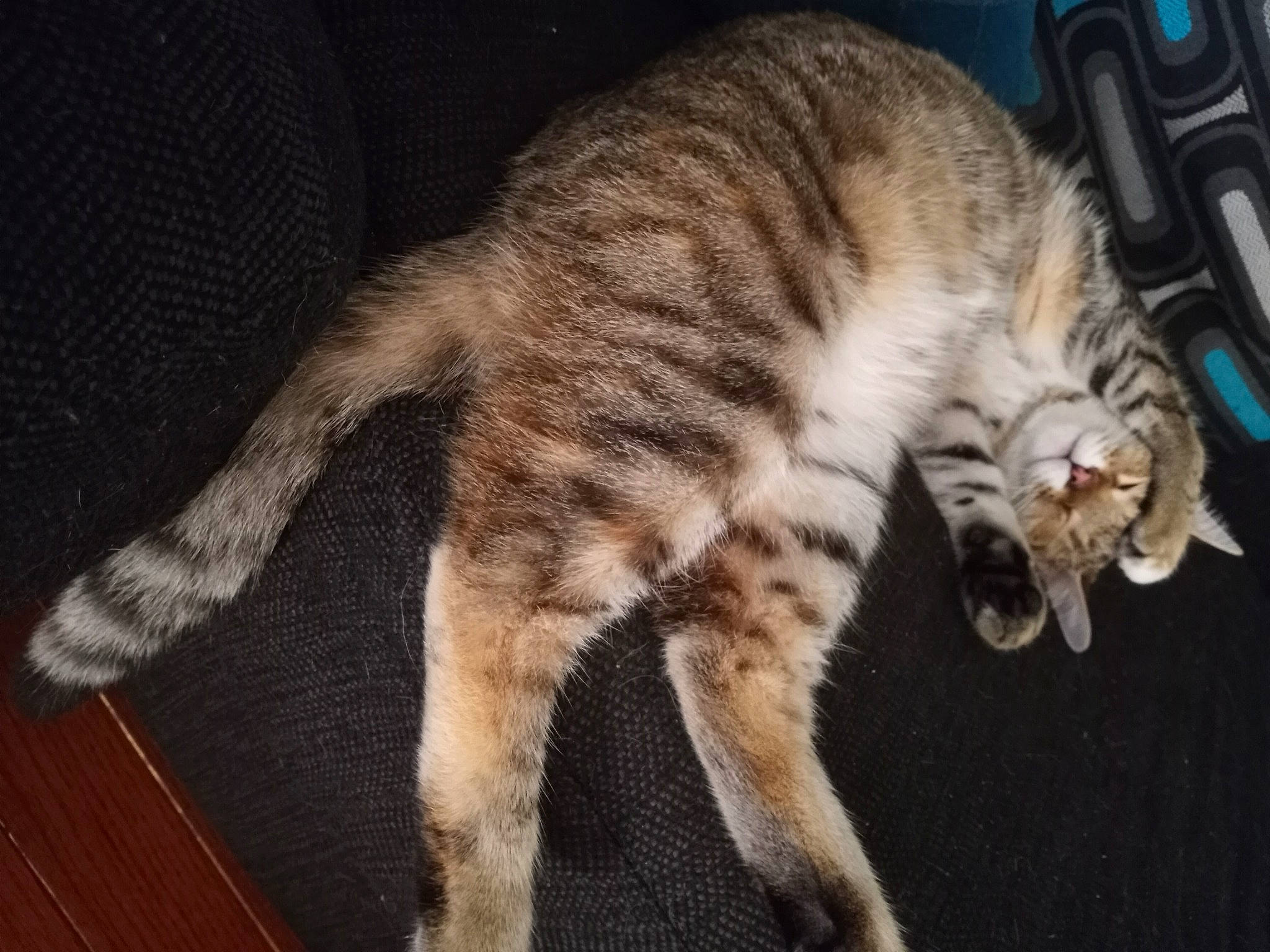 Lily is registered to the contest to win money with this photo: carnivore, cat, claw, comfort, domestic_short_haired_cat, felidae, fur, hardwood, nap, paw, sleep, small_to_medium_sized_cats, snout, tail, terrestrial_animal, varnish, whiskers, wood