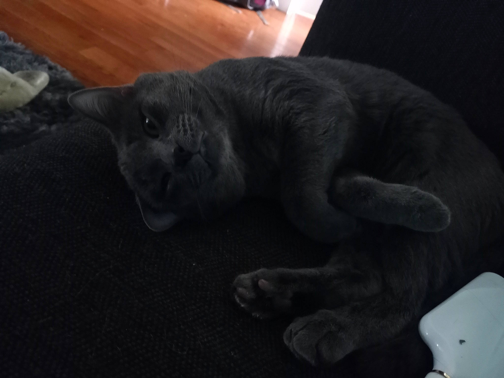 Loki is registered to the contest to win money with this photo: black_cat, carnivore, cat, claw, comfort, darkness, dog_breed, domestic_short_haired_cat, felidae, flooring, fur, grey, hardwood, nap, paw, small_to_medium_sized_cats, snout, tail, terrestrial_animal, whiskers