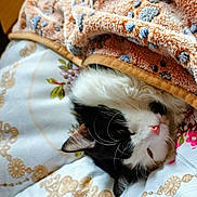 Lïa participe au concours pour gagner de l'argent avec cette photo : animal, bedspread, black_and_white, blanket, cat, closeup, comfort, cozy, cute, domestic_cat, floral_pattern, fur, indoor, pet, pink_nose, relaxed, resting, sleeping, soft_texture, whiskers