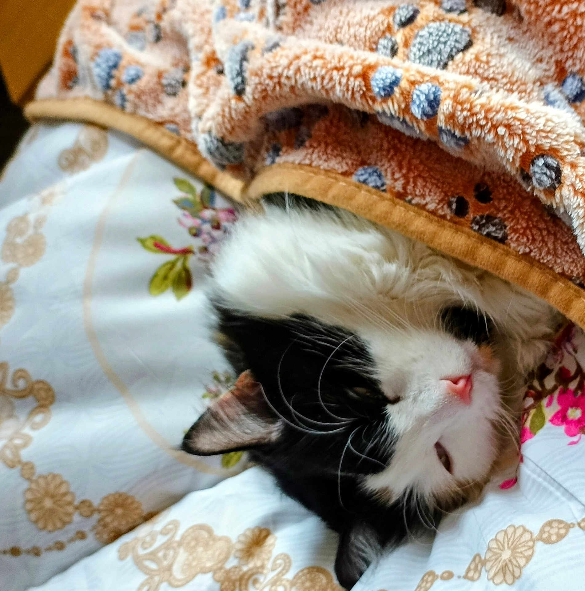 Lïa participe au concours pour gagner de l'argent avec cette photo : animal, bedspread, black_and_white, blanket, cat, closeup, comfort, cozy, cute, domestic_cat, floral_pattern, fur, indoor, pet, pink_nose, relaxed, resting, sleeping, soft_texture, whiskers