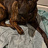 animal, black, brindle, brown, canine, closeup, collar, comfort, dog, ears, expression, eyes, fur, indoor, laying, paw, pet, resting, snout, towel