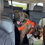 Brutus joined the competition — help win amazing prizes! backseat, black_leather_seats, blanket, bottles, car_interior, daylight, dog, happy_dog, leash, orange_harness, person_partial, pet, road, road_trip, seatbelt, stickers, tablet, travel, vehicle, window