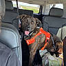 backseat, black_leather_seats, blanket, bottles, car_interior, daylight, dog, happy_dog, leash, orange_harness, person_partial, pet, road, road_trip, seatbelt, stickers, tablet, travel, vehicle, window