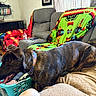 Brutus is registered to the contest to win money with this photo: blanket, books, clothing, collar, couch, curtain, dog, floor_rug, furniture, indoor, laundry_basket, living_room, pet, remote_control, shelf, table, toy, water_bottle, window, wood_floor