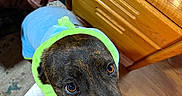 Brutus is registered to the contest to win money with this photo: animal, black, bright_colors, brown, cabinet, canine, closeup, cozy, curious, dog, domestic, flooring, fur, hoodie, indoor, looking_up, pet, pet_bowl, socks, wooden_floor