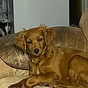 Princess joined the competition — help win amazing prizes! animal, calm, canine, comfort, couch, dog, domestic, ears, eyes, fur, golden_brown, home, indoor, laying, looking, pet, pillow, relaxed, resting, snout