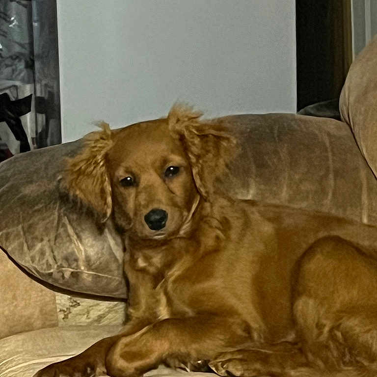 Princess joined the competition — help win amazing prizes! animal, calm, canine, comfort, couch, dog, domestic, ears, eyes, fur, golden_brown, home, indoor, laying, looking, pet, pillow, relaxed, resting, snout