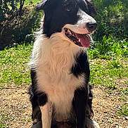 Volka a rejoint le concours — aidez-le/la à gagner de superbes lots ! dog, border_collie, outdoor, sunlight, grass, happy, tongue_out, pet, animal, nature, fur, black_and_white, sitting, canine, daylight, ears, nose, mouth, eyes, ground