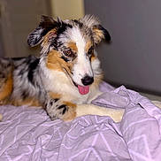 Ayka participe au concours pour gagner de l'argent avec cette photo : dog, australian_shepherd, bed, blanket, indoor, tongue_out, fur, relaxed, pet, canine, animal, laying_down, purple, patterned, cute, ears, nose, eyes, companion, portrait