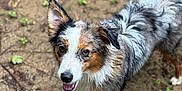 Ayka participe au concours pour gagner de l'argent avec cette photo : dog, wet_fur, outdoor, dirt_ground, green_plants, playful, animal, pet, canine, fur_pattern, brown_white_black, ears_up, looking_up, standing, nature, close_up, friendly, tongue_out, ground, smiling