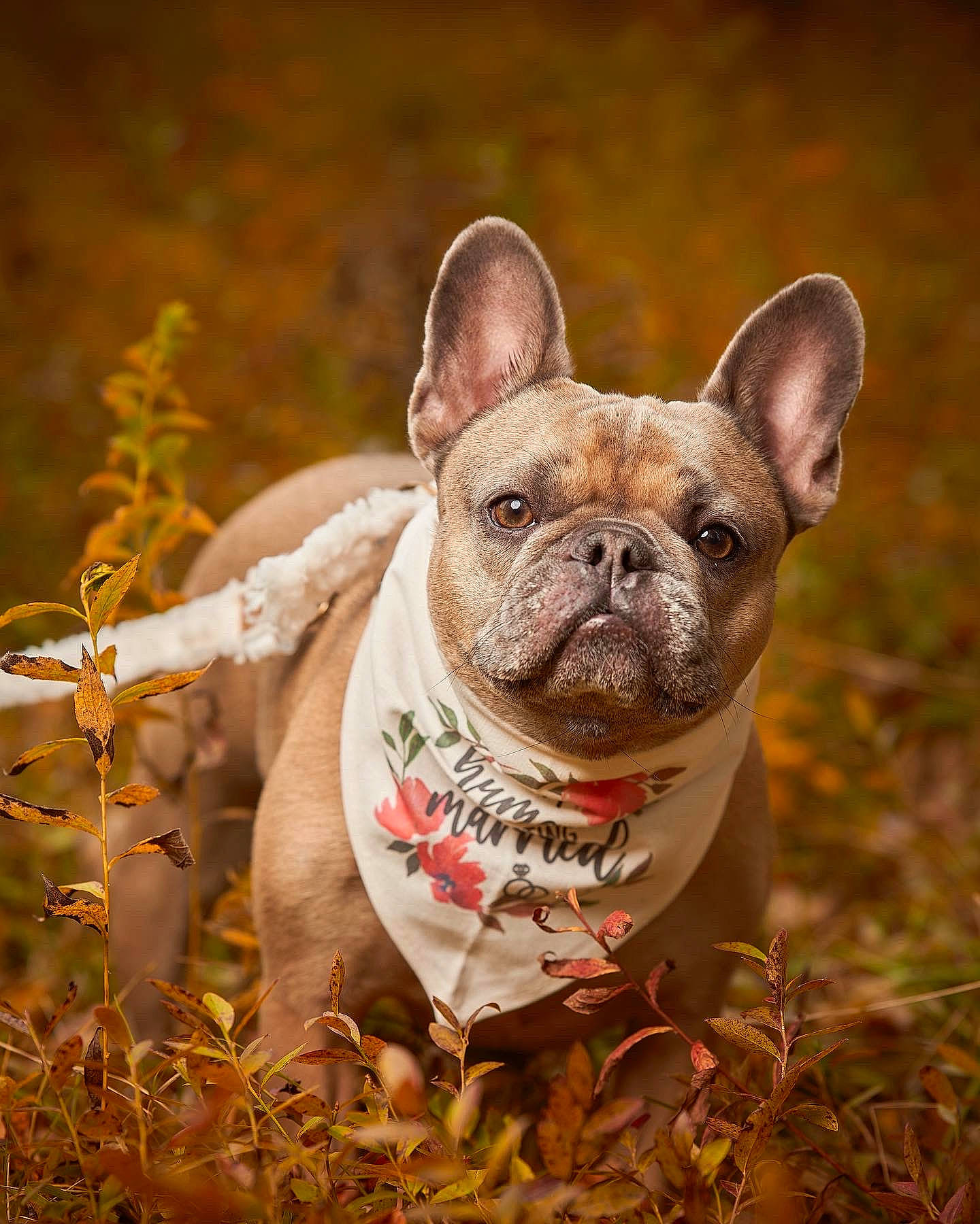 Tucker is registered to the contest to win money with this photo: bulldog, canidae, carnivore, companion_dog, dog, dog_breed, dog_collar, ear, fawn, grass, non_sporting_group, plant, snout, sporting_group, terrestrial_animal, toy_dog, whiskers, wildlife, working_animal, wrinkle