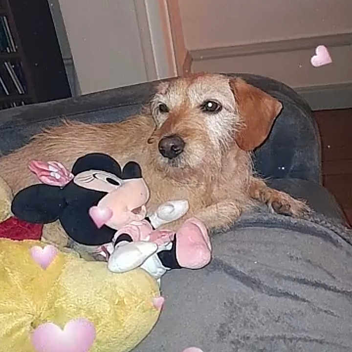 Roxanne participe au concours pour gagner de l'argent avec cette photo : canidae, carnivore, companion_dog, dog, dog_breed, dog_supply, door, fawn, flooring, fur, irish_terrier, pet_supply, plush, sporting_group, stuffed_toy, teddy_bear, toy, toy_dog, wood, working_animal