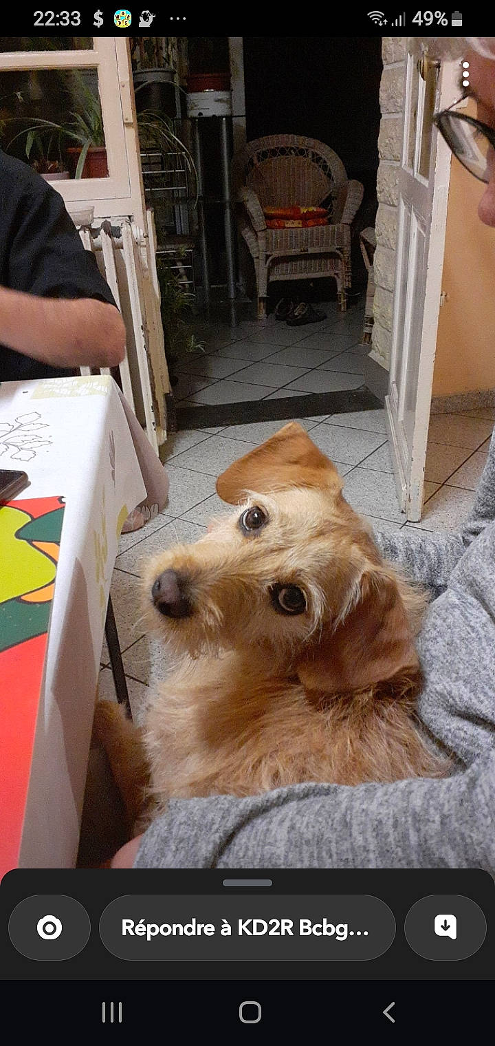 Roxanne participe au concours pour gagner de l'argent avec cette photo : ball, canidae, carnivore, chair, companion_dog, dog, dog_breed, dog_supply, fawn, floor, flooring, fur, hardwood, liver, paw, pet_supply, snout, sporting_group, wood, working_animal