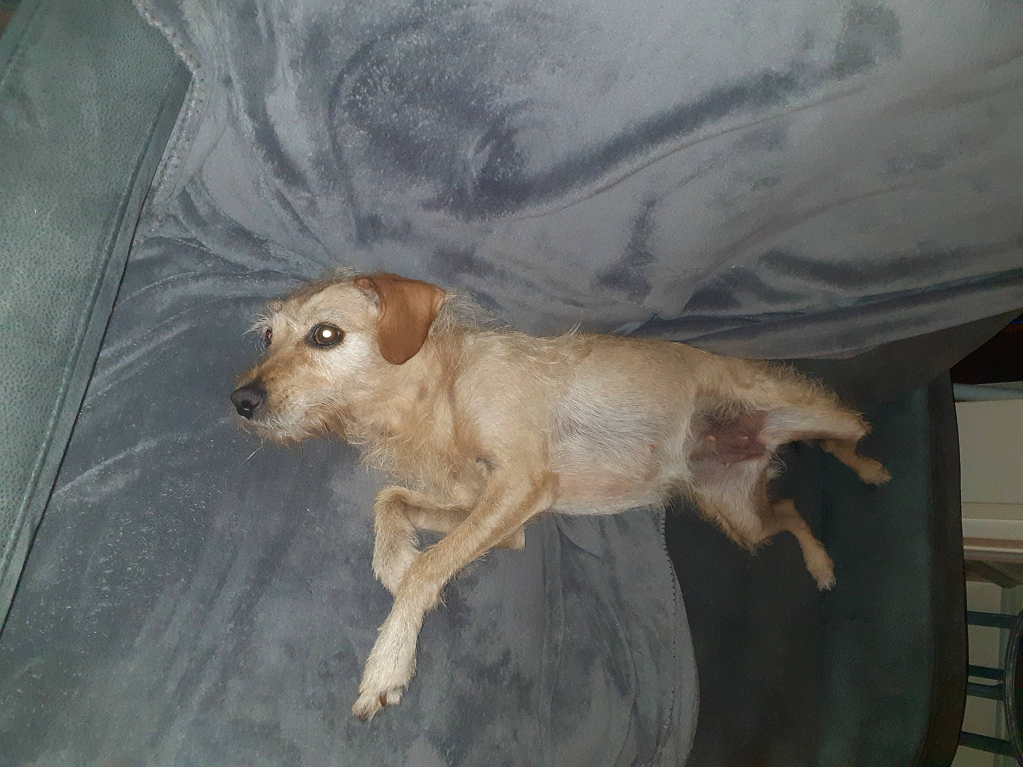 Roxanne a rejoint le concours — aidez-le/la à gagner de superbes lots ! canidae, carnivore, companion_dog, dog, dog_breed, fawn, fur, liver, snout, sporting_group, tail, terrestrial_animal, toy, toy_dog, wood, working_animal