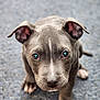 puppy, dog, close_up, cute, animal, pet, young_dog, fur, ears, eyes, nose, paw, portrait, looking_at_camera, sitting, indoor, shallow_depth_of_field, gray, blue, texture