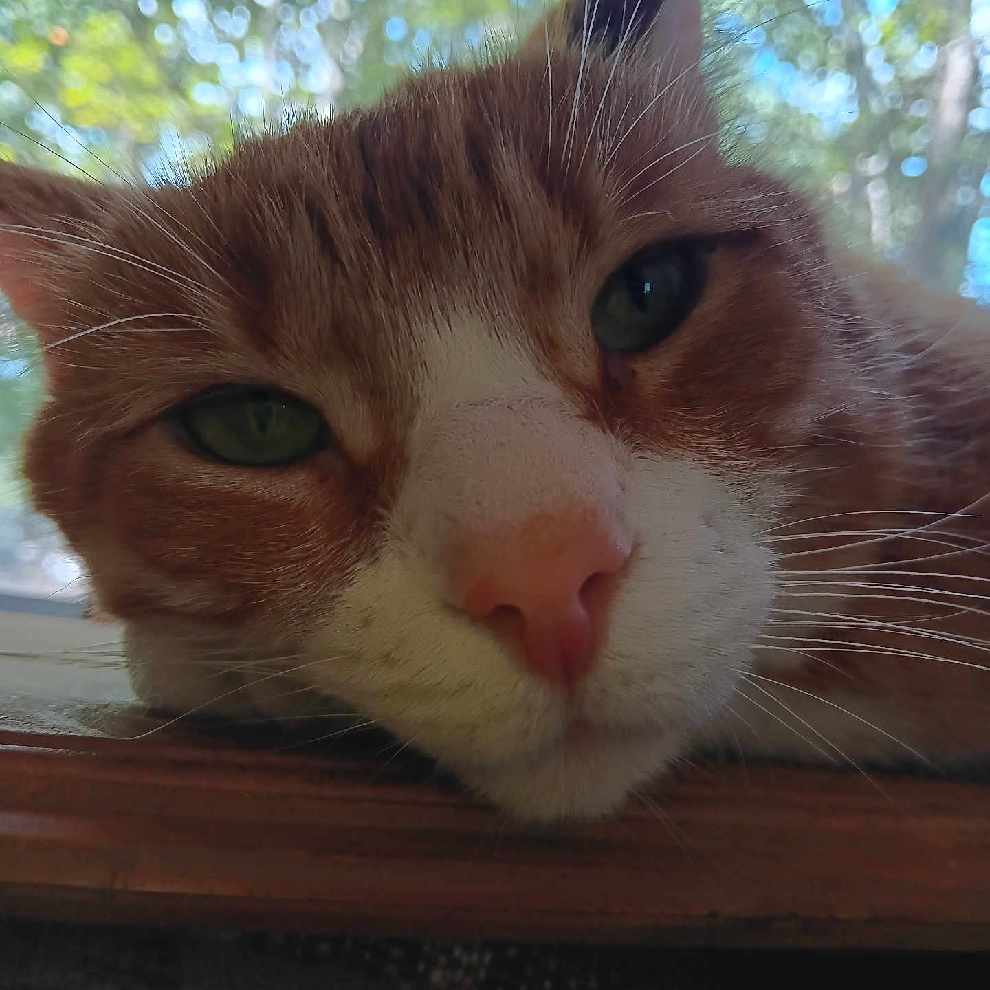 Sam joined the competition — help win amazing prizes! abyssinian, angora, animal, bodypart, cat, ear, furniture, hardwood, kitten, manx, mouth, person, pet, plywood, siamese, wood